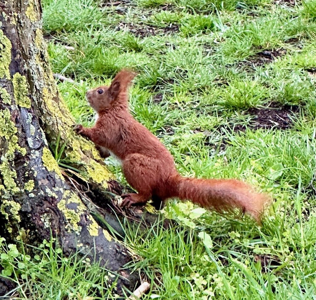 Red Squirrel at Valbyparken Disc Golf, Copenhagen Denmark